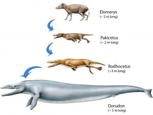 whale evol